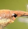Lixus sp.